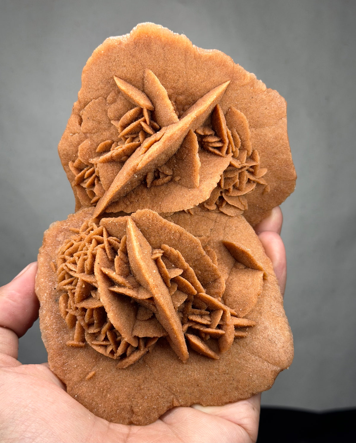 Exceptional Hand-Sized Desert Rose – Stunning Double Formation with Two Beautifully Interconnected Rosettes – Unique Mineral Specimen