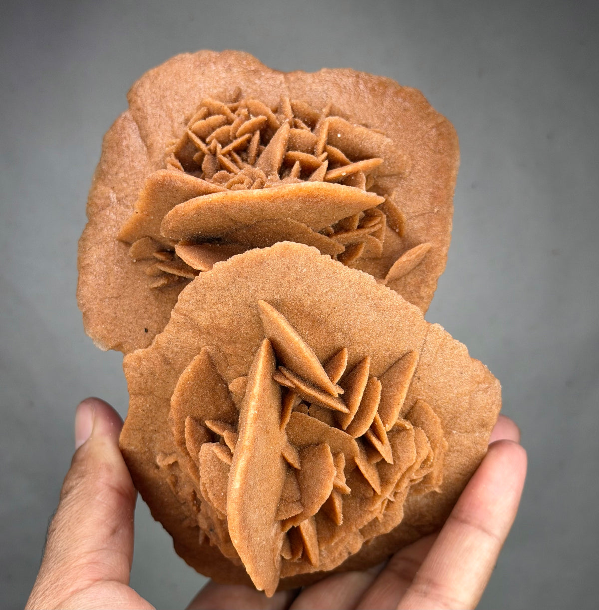 Exceptional Hand-Sized Desert Rose – Stunning Double Formation with Two Beautifully Interconnected Rosettes – Unique Mineral Specimen